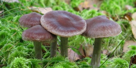 Briljantna paučina: fotografija i opis